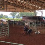 comeca-a-3a-etapa-do-campeonato-paulista-de-ranch-sorting-e-team-pening-–-hojemais-de-aracatuba-sp-–-hojemais