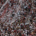 sao-paulo-arrecada-mais-de-r$-12-milhoes-com-jogos-no-morumbis-–-itatiaia