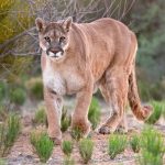 1st-fatal-california-mountain-lion-attack-in-20-years-leaves-1-man-dead-and-his-brother-injured-–-abc-news