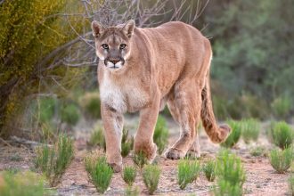 1st-fatal-california-mountain-lion-attack-in-20-years-leaves-1-man-dead-and-his-brother-injured-–-abc-news