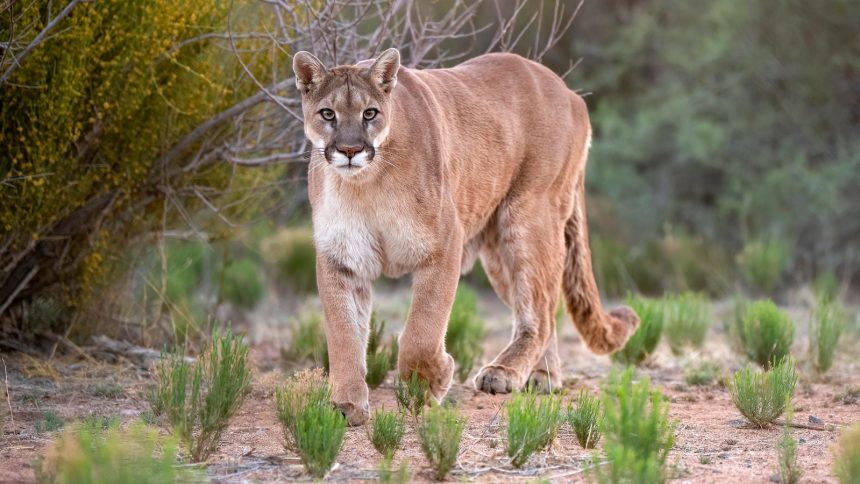 1st-fatal-california-mountain-lion-attack-in-20-years-leaves-1-man-dead-and-his-brother-injured-–-abc-news