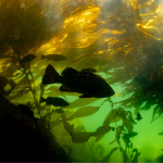 uvic-news-kelp-restoration-–-university-of-victoria