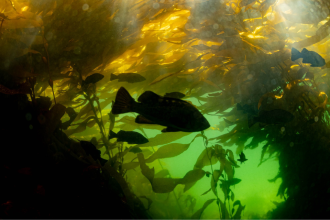 uvic-news-kelp-restoration-–-university-of-victoria